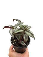 Tradescantia Zebrina — Purple Silver Trailing Plant live plant
