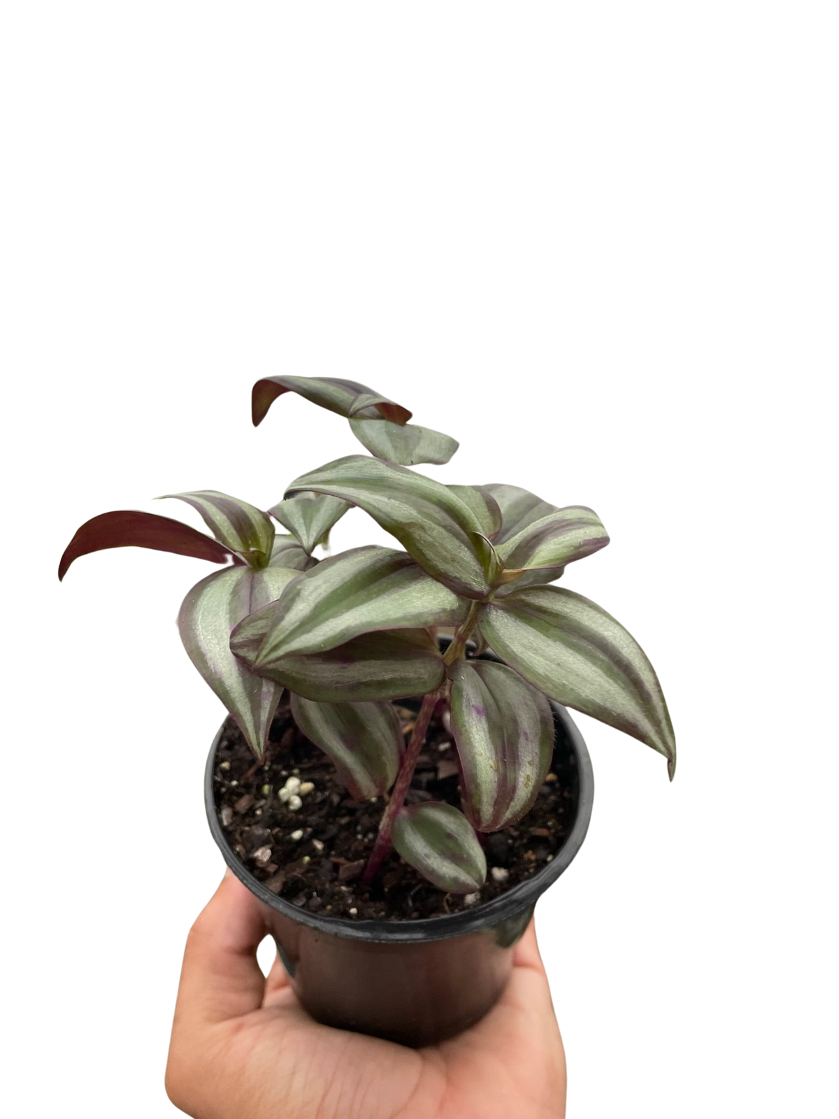 Tradescantia Zebrina — Purple Silver Trailing Plant live plant