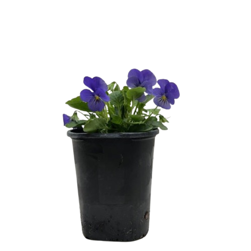 Viola