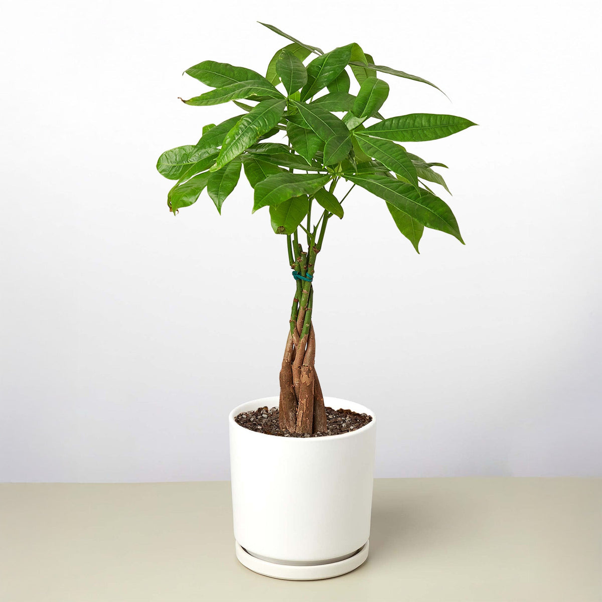 Braided Money Tree — Pachira Aquatica live plant