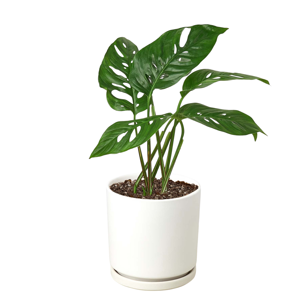 Monstera Adansonii — Swiss Cheese Vine live plant