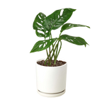 Monstera Adansonii — Swiss Cheese Vine live plant