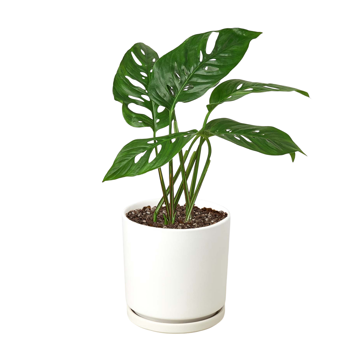 Monstera Adansonii — Swiss Cheese Vine live plant