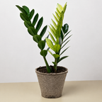Zamioculcas 'Chameleon'