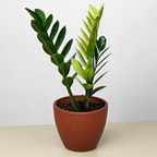 Zamioculcas 'Chameleon'