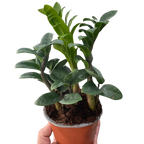 Zamioculcas zamiifolia 'Zenzi'