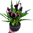 Calla Lily