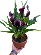 Calla Lily