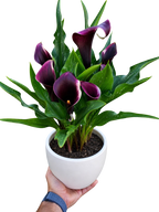 Calla Lily