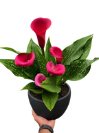 Calla Lily