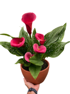 Calla Lily