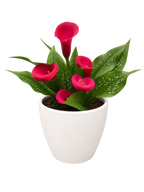 Calla Lily