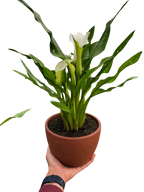 Calla Lily