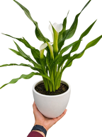 Calla Lily