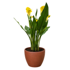 Calla Lily