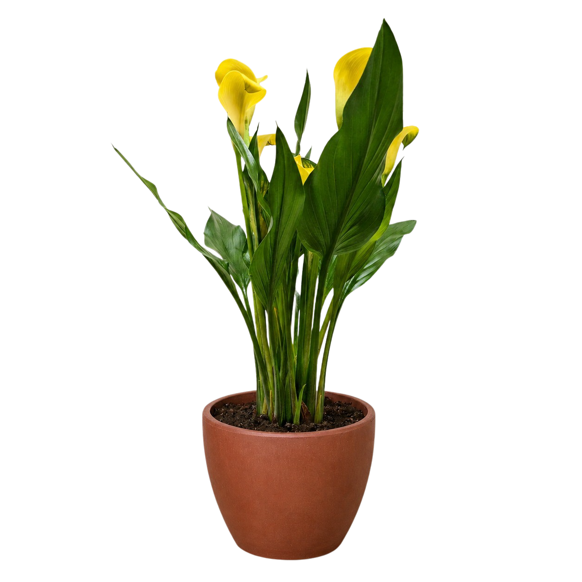 Calla Lily