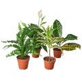 Easy-Care Houseplant Bundle — Four Assorted Plants