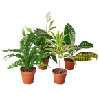 Easy-Care Houseplant Bundle — Four Assorted Plants live plant