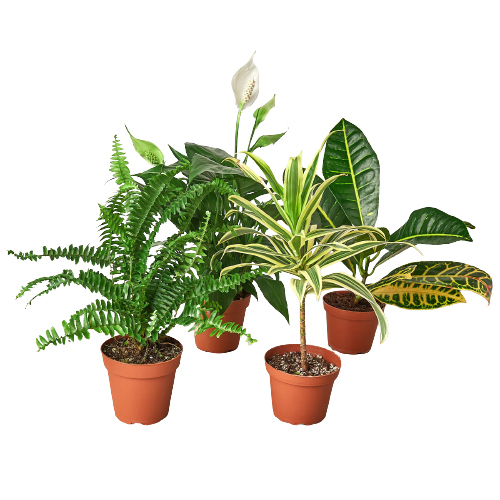 Easy-Care Houseplant Bundle — Four Assorted Plants live plant