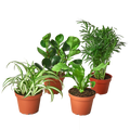 Pet-Friendly Houseplant Bundle — Four Plants