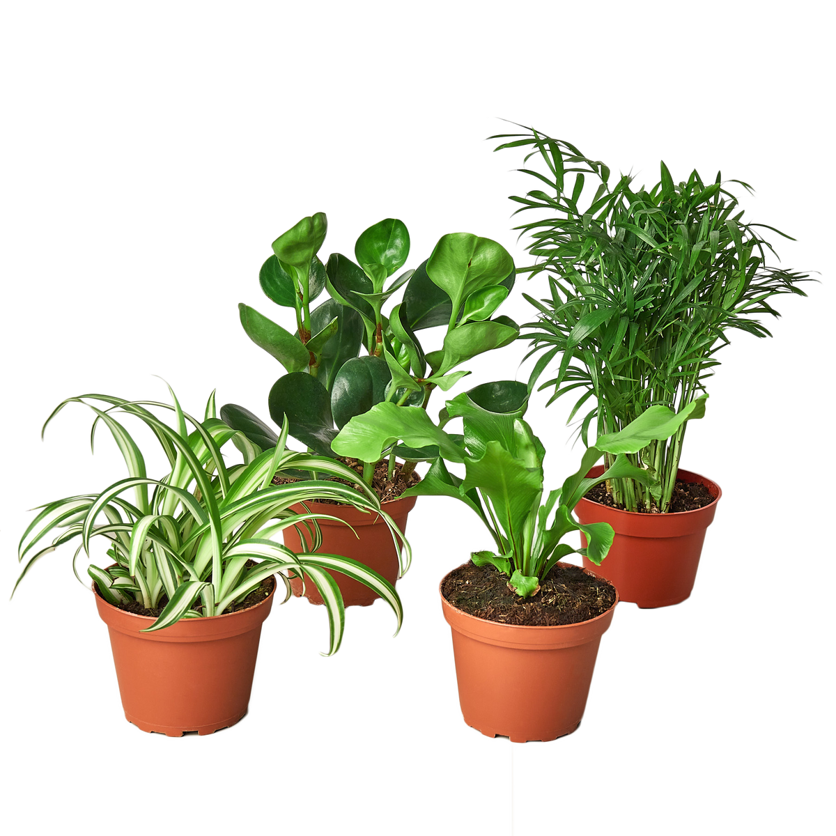 Pet-Friendly Houseplant Bundle — Four Plants live plant