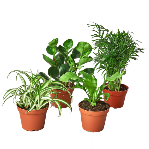Pet-Friendly Houseplant Bundle — Four Plants