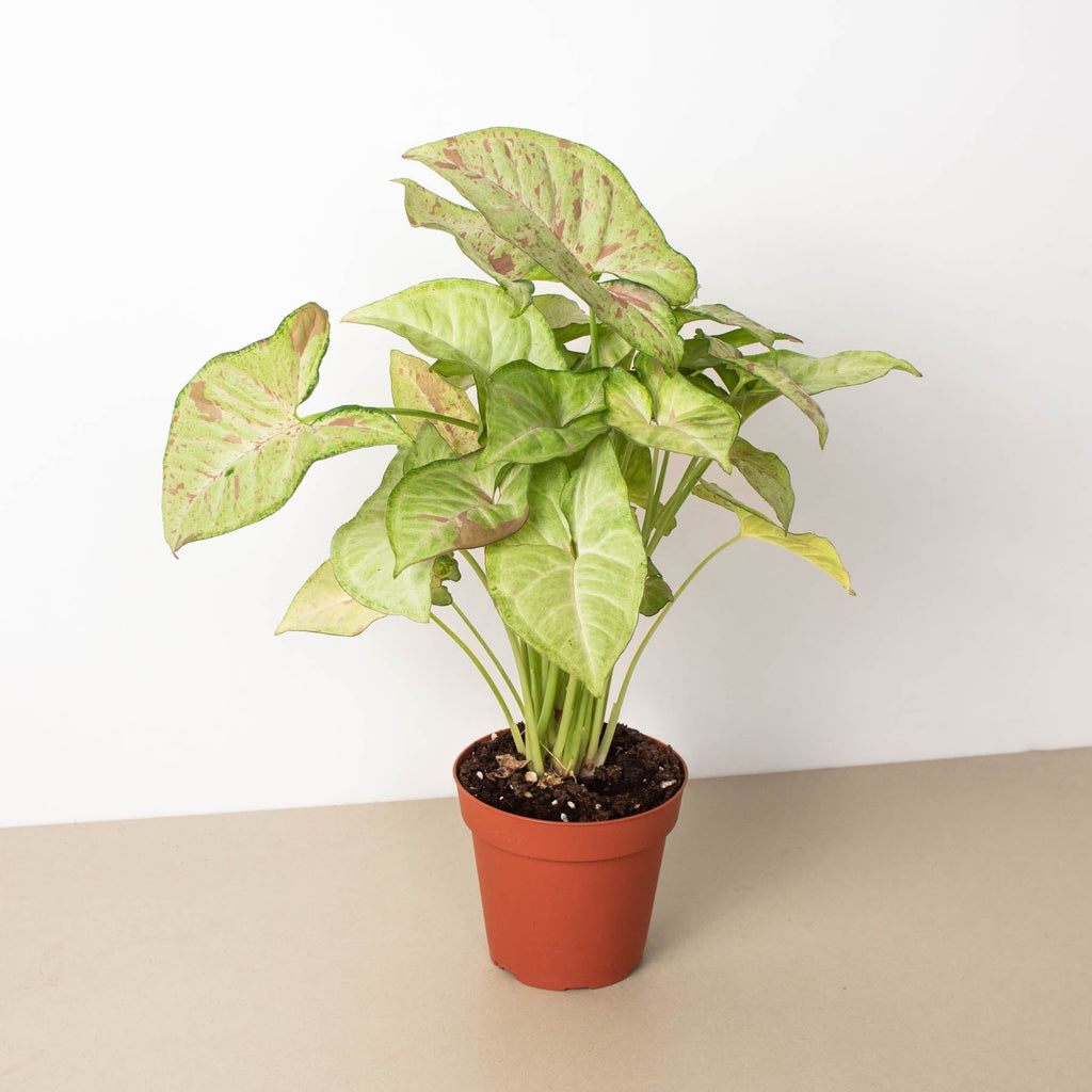 Confetti Syngonium — Pink-Speckled Arrowhead Plant live plant