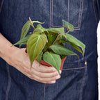 Velvet Philodendron — Trailing Houseplant live plant