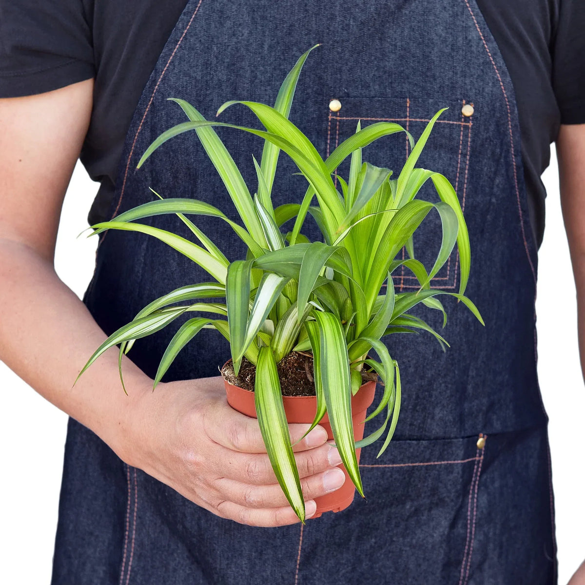Hawaiian Spider Plant — Variegated Houseplant live plant