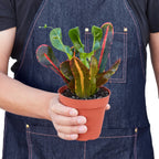 Mammy Croton — Colorful Curled Foliage live plant