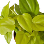 Neon Philodendron — Bright Trailing Houseplant live plant