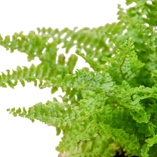 Cotton Candy Fern — 6-Inch Pot