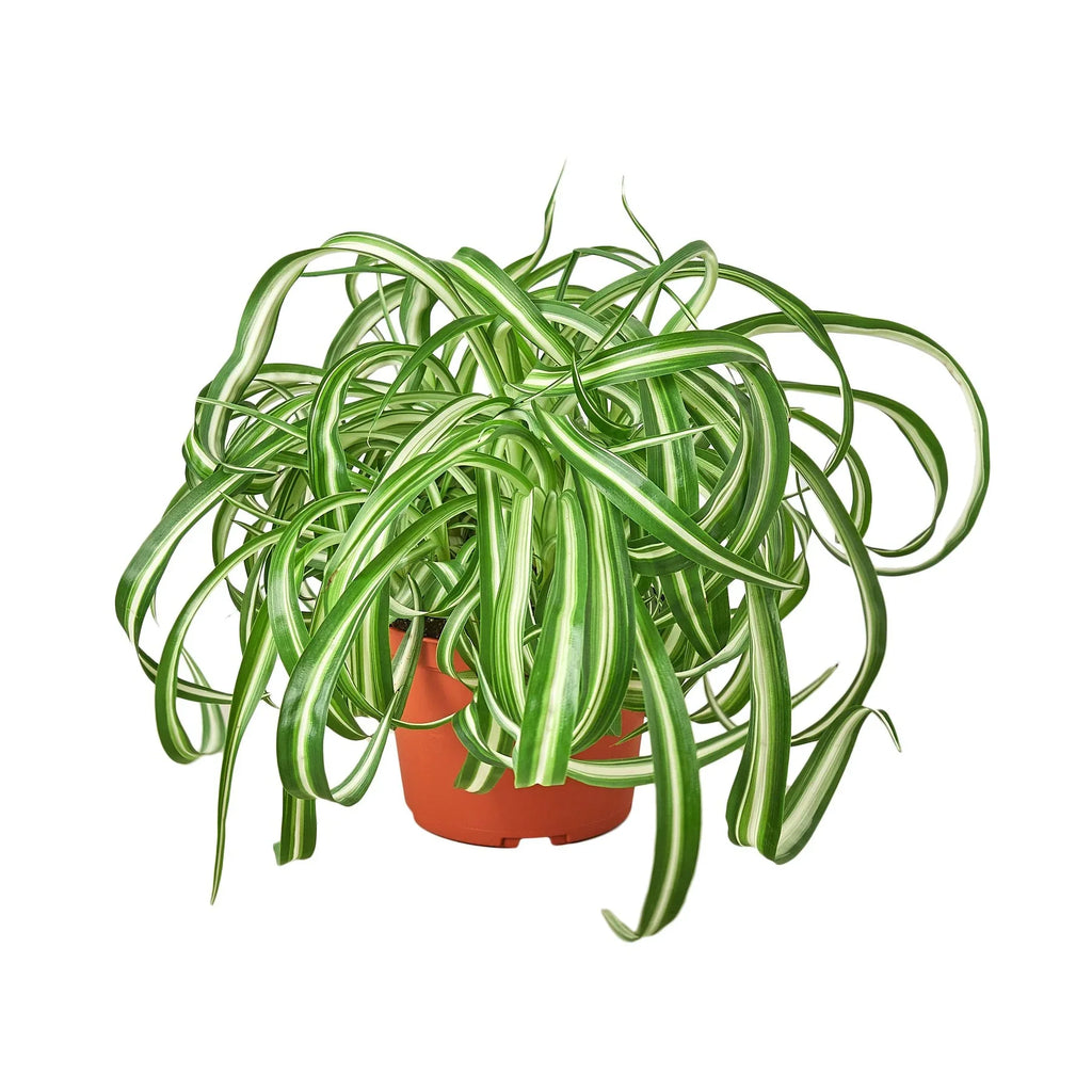 Bonnie Spider Plant — Curly Spider Plant live plant