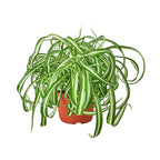 Bonnie Spider Plant — Curly Spider Plant live plant