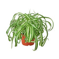 Spider Plant 'Bonnie' — 6-Inch Pot