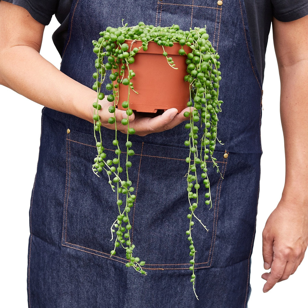 String of Pearls — Trailing Succulent live plant