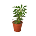 Moonlight Umbrella Plant — Lime Schefflera