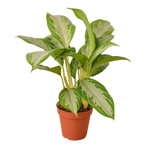 Chinese Evergreen 'Silver Bay' — 4-Inch Pot