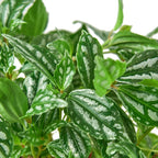 Aluminum Plant — Pilea Cadierei live plant