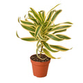 Dracaena 'Song of India' — 4-Inch Pot
