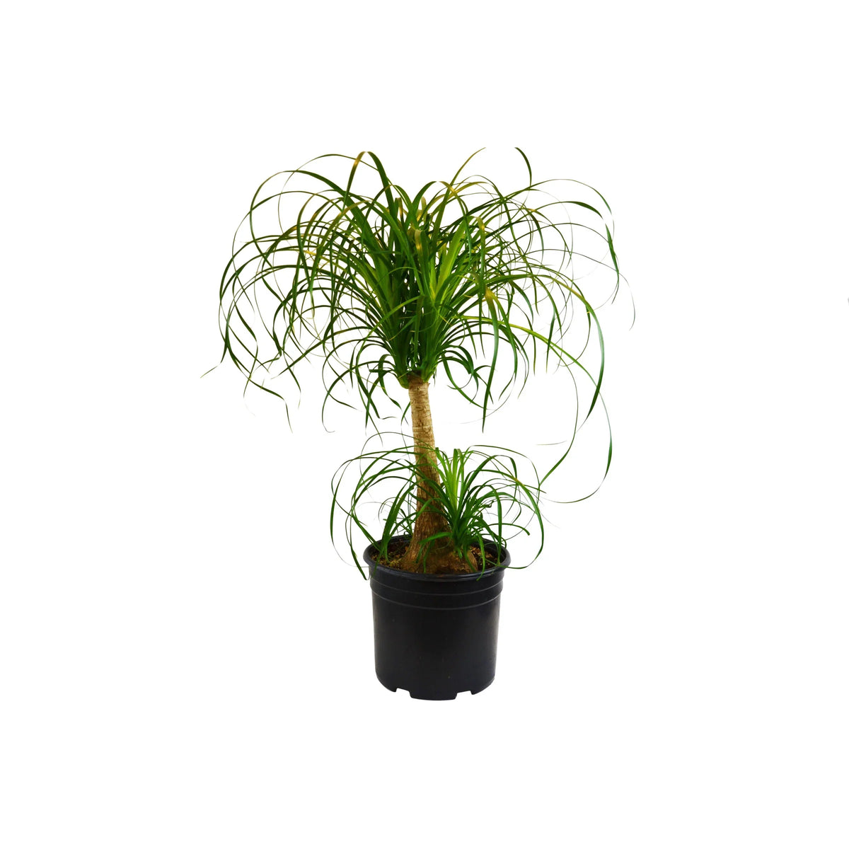 Ponytail Palm — Easy-Care Indoor Tree live plant