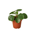 Pilea Peperomioides 'Chinese Money' — 4-Inch Pot