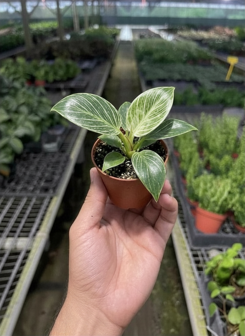 Philodendron Birkin — Pinstriped Houseplant live plant