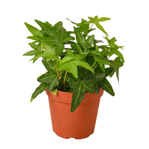 English Ivy Green California — 4-Inch Pot