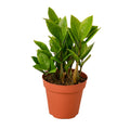 Zamioculcas Zamiifolia ZZ — 4-Inch Pot -