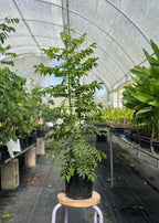 Yellow Jocote Tree — Yellow Hog Plum