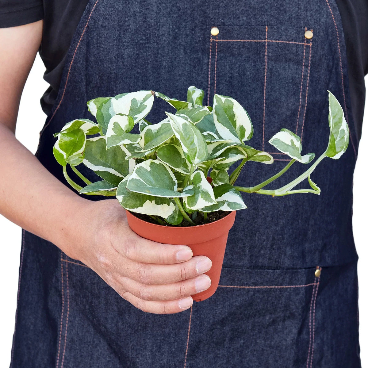 N'Joy Pothos — Variegated Houseplant live plant