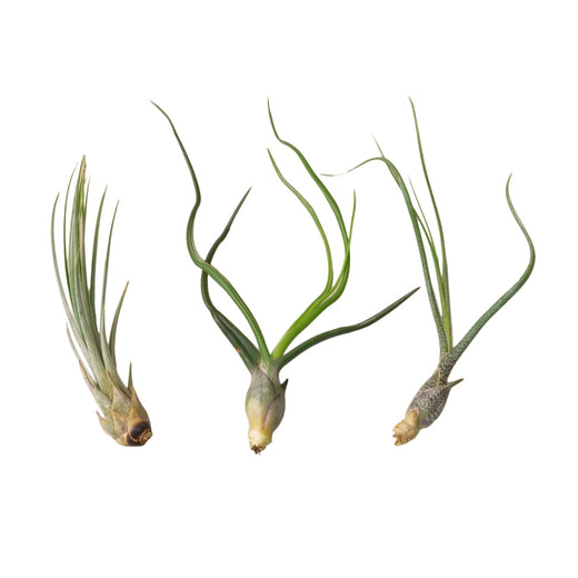 Large Tillandsia Air Plant Variety Pack — 3-Plant Set