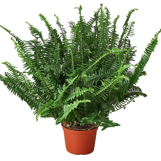 Jester's Crown Fern - 6"