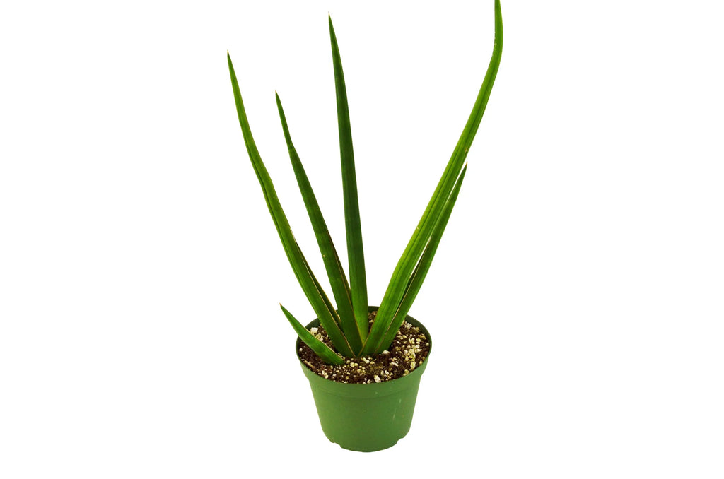 Cylindrical Snake Plant — Sculptural Upright Plant live plant
